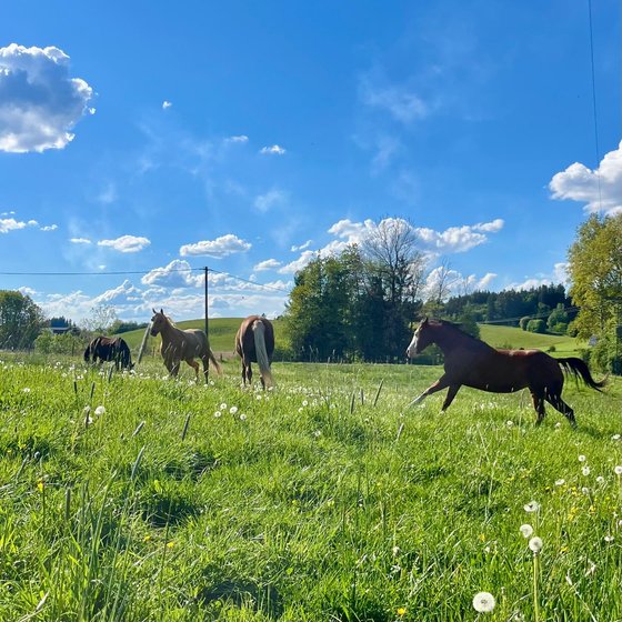 Pferde grasen und traben auf einer Frühlingswiese