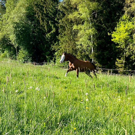 Ein Fuchs galoppiert vor dem Waldrand