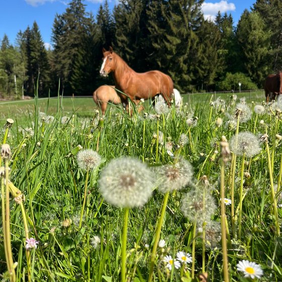 Ein Pferd zwischen Pusteblumen