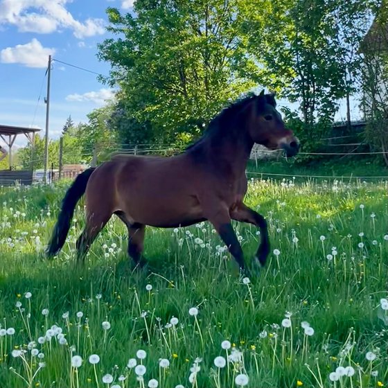 Ein Brauner trabt durch die Blumenwiese