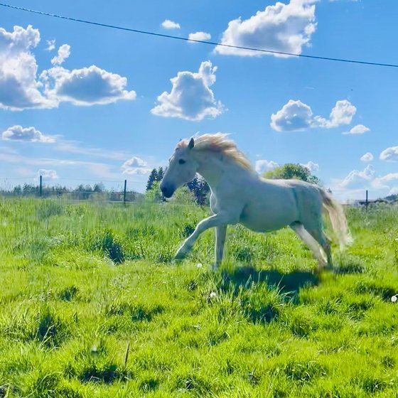 Ein Schimmel galoppiert unter blauem Himmel