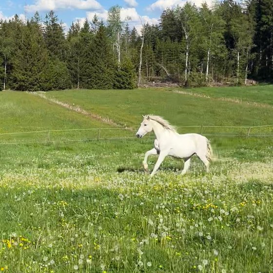 Ein Schimmel galoppiert über die grüne Weide