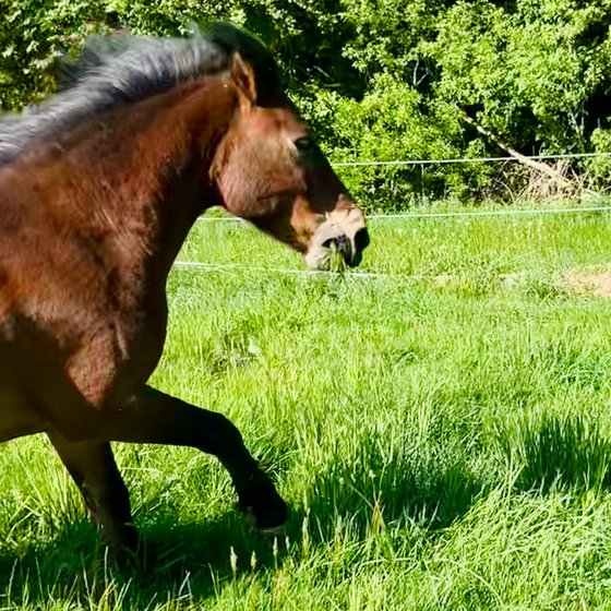 Nahaufnahme eines braunen Pferdes im Galopp