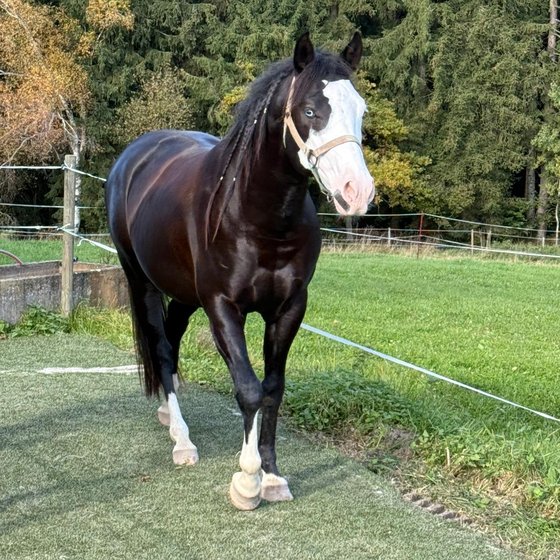Ein Rappe mit Blesse läuft auf dem Trail