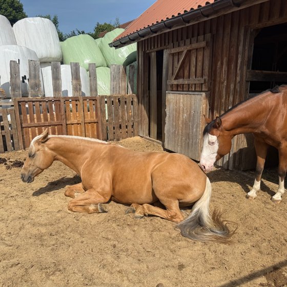 Zwei Pferde im Sandpaddock, eines liegt entspannt