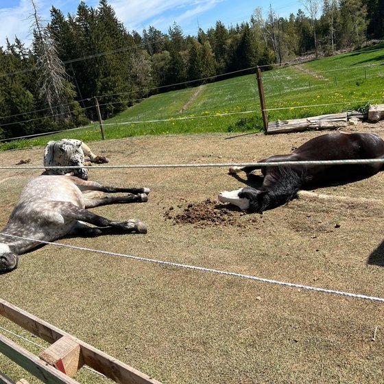 Zwei Pferde dösen im Paddock in der Sonne