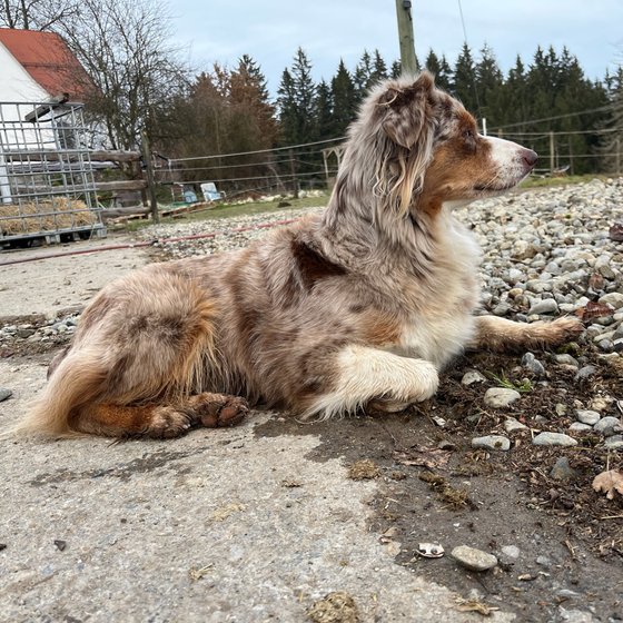 Der Hofhund liegt im Kies