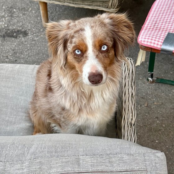 Der Hofhund schaut in die Kamera