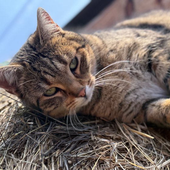 Die Hofkatze döst im Heu