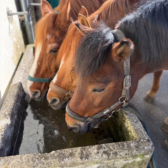 Drei Pferde trinken gemeinsam am Brunnen