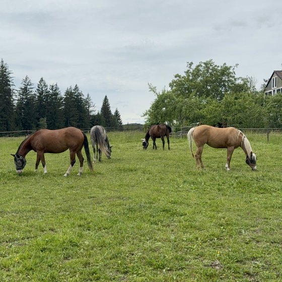 Pferde grasen auf der Sommerweide