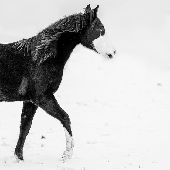 Ein Rappe mit Blesse trabt durch den Schnee