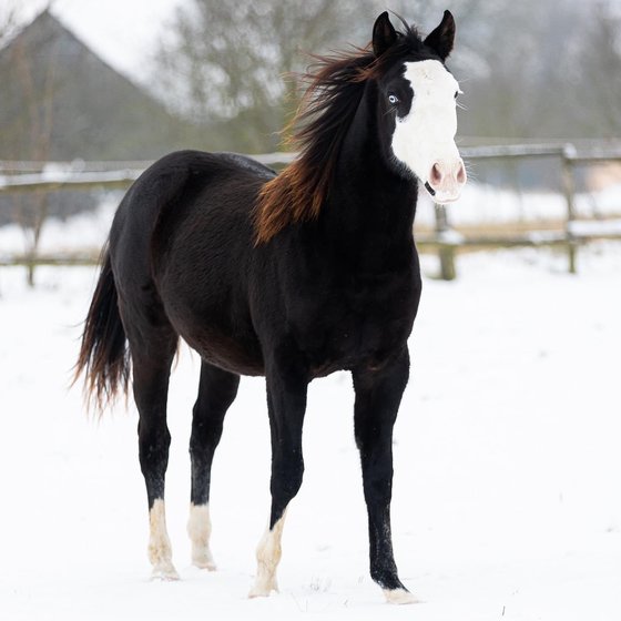 Ein junger Rappe steht im Schnee