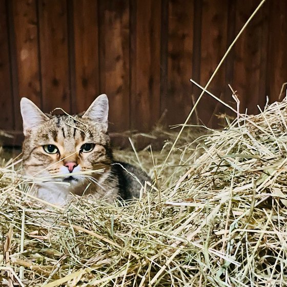 Die Hofkatze versteckt sich im Heu