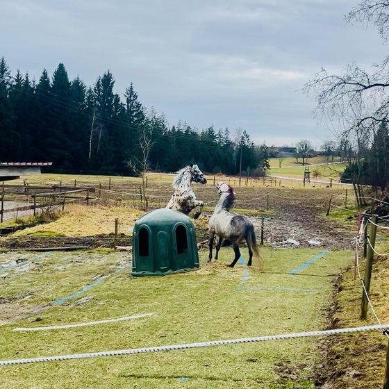 Schimmel am Unterstand auf dem Winterpaddock