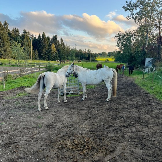 Zwei Schimmel im Abendlicht auf dem Paddock