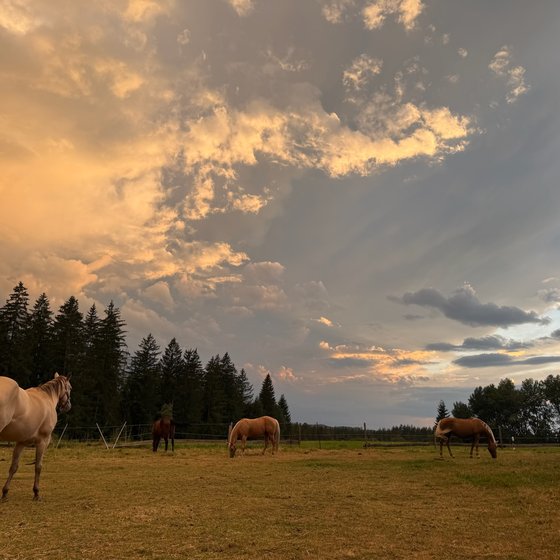 Abendhimmel über der Weide mit grasenden Pferden