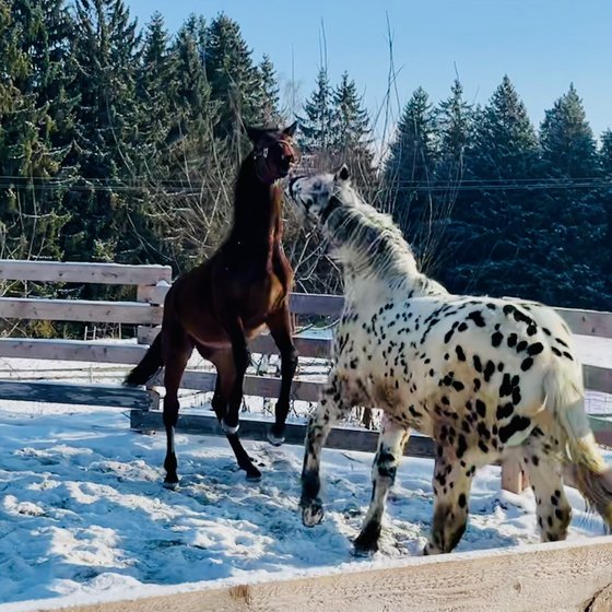Tigerschecke und Jungpferd spielen im Schnee