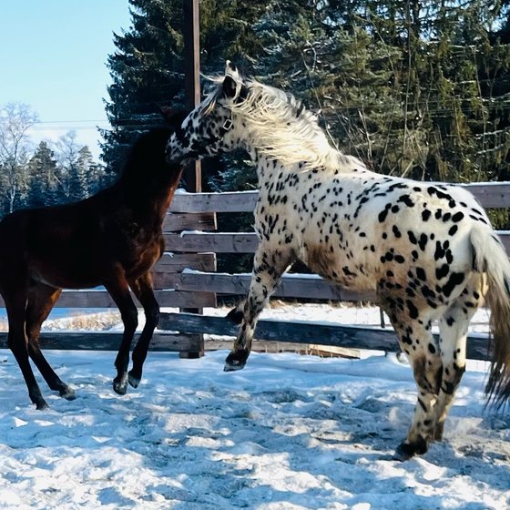 Tigerschecke und Brauner im Schnee