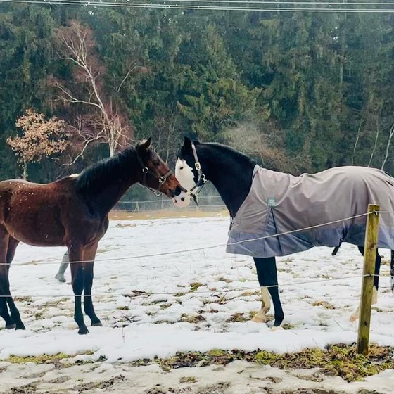 Zwei Pferde begrüßen sich im Schnee