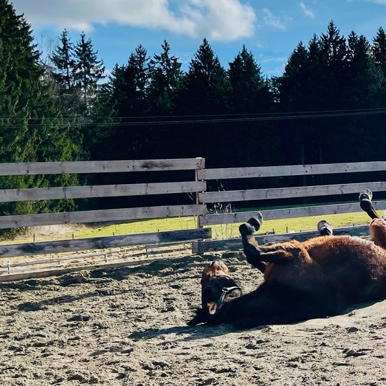 Ein Pferd wälzt sich genüsslich im Sand