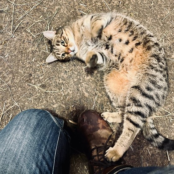 Die Hofkatze räkelt sich neben Caros Stiefeln