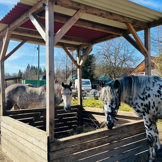 Tigerschecke unter dem Unterstand
