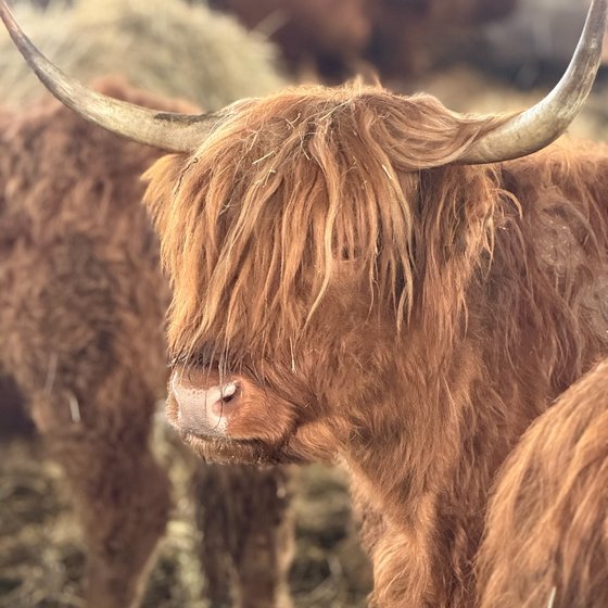 Ein zotteliges Hochlandrind