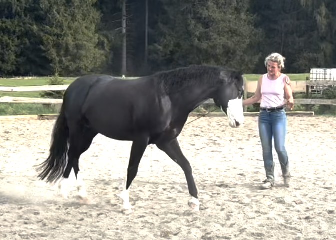Freiarbeit: Freddie läuft entspannt und aufmerksam neben Caro über den Reitplatz