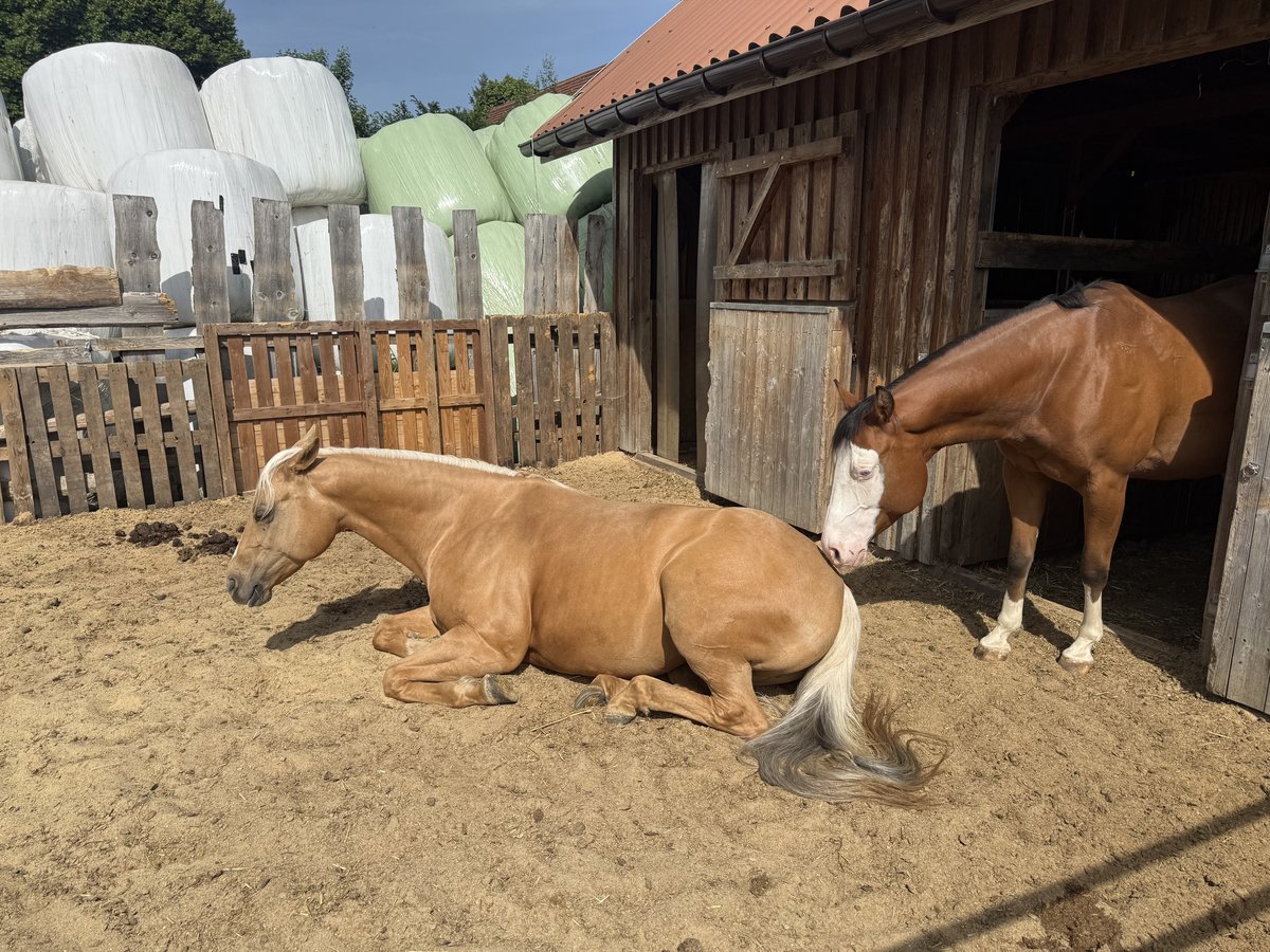 Ein Palomino döst liegend im Sandpaddock in der Sonne