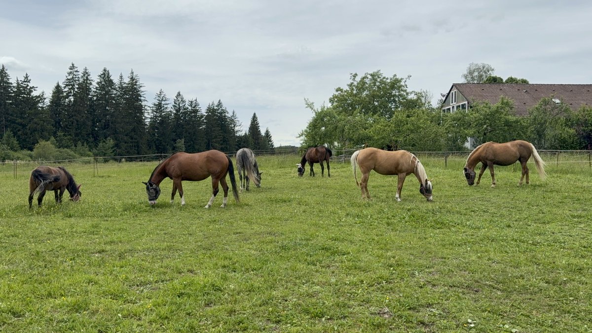 Pferde grasen auf der sonnigen Sommerweide