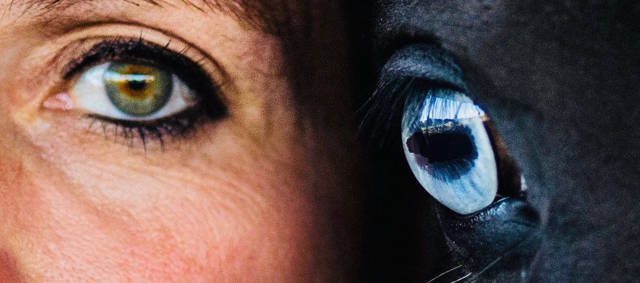Das Auge eines Menschen und das Auge eines Pferdes – die Tierkommunikations-Ausbildung